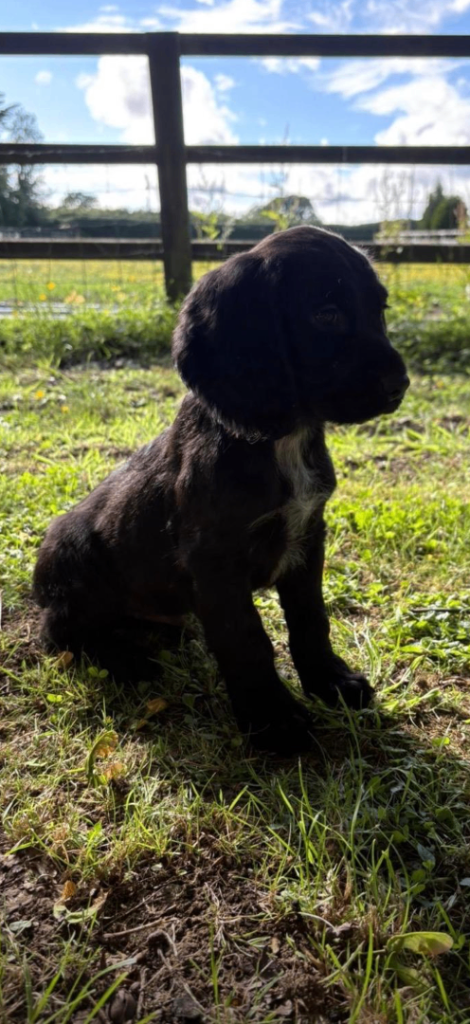 Cocker pups 