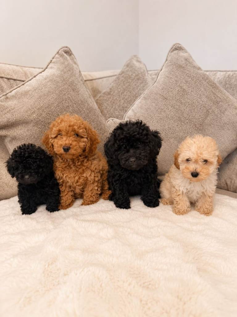Toy poodle puppies 