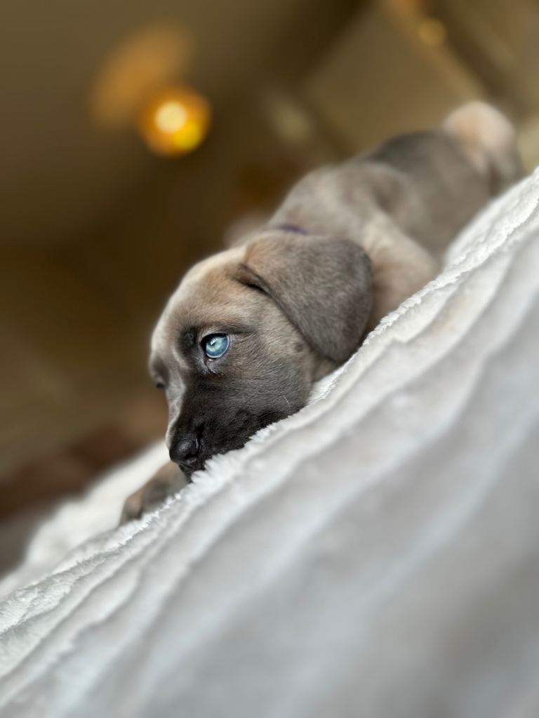 Cane Corso pups Iccf registered 