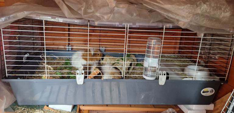 2 x Guinea Pig Cages - will sell separately (Guinea pigs not included)