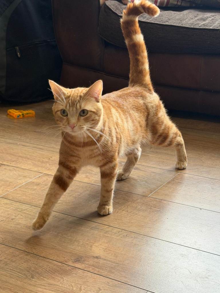 Two 1 year old cats