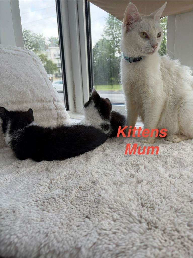 Kittens looking for a home
