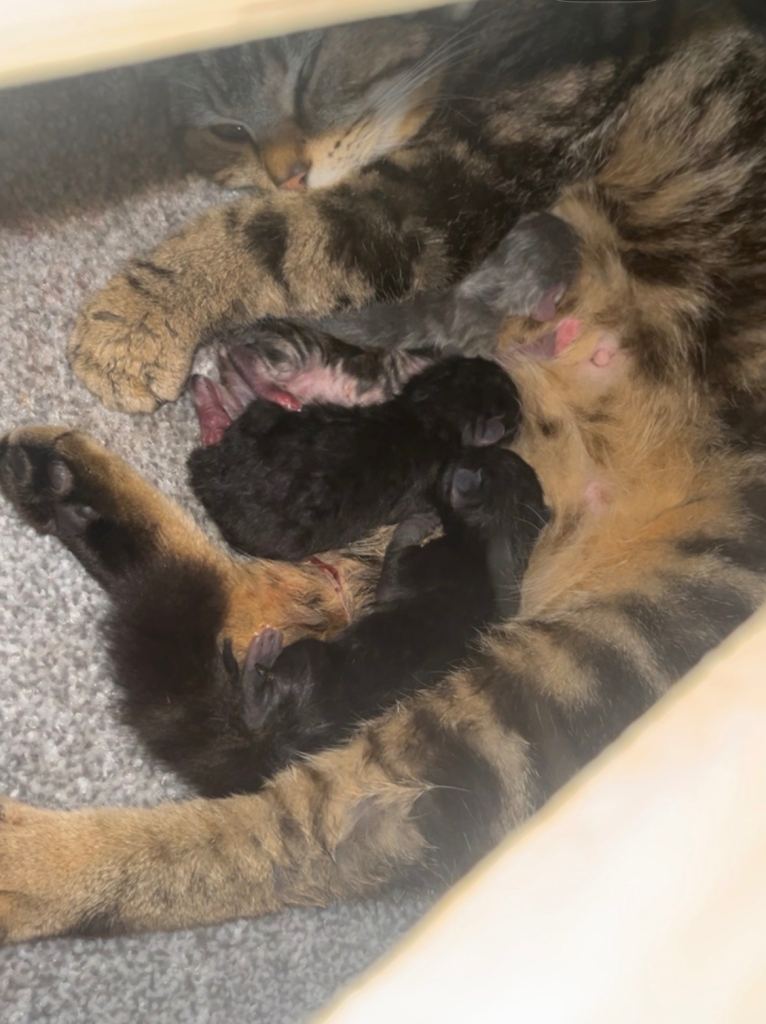 3 beautiful kittens 