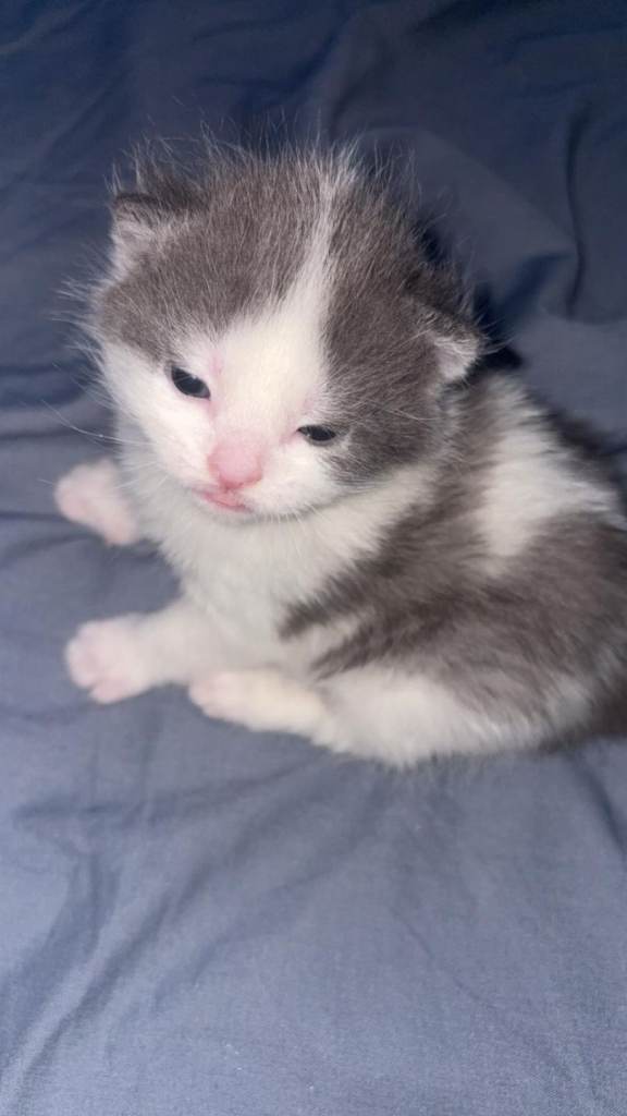 3 kittens for sale 