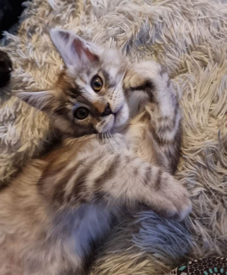 Tica registered ,ready now