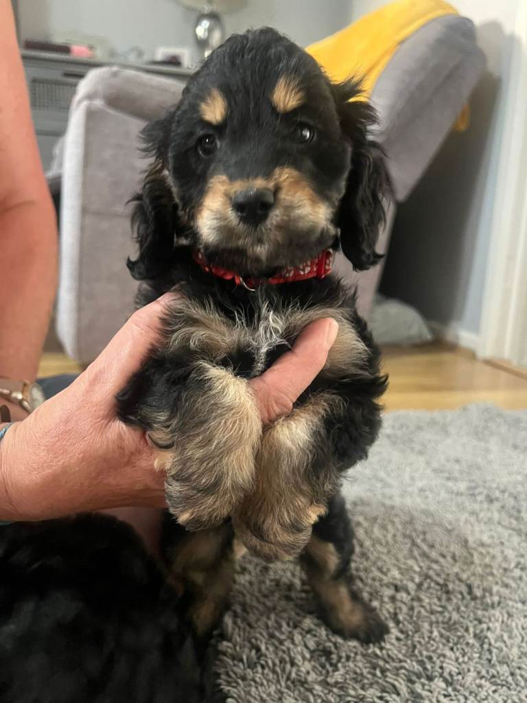 F1 cockapoo puppies