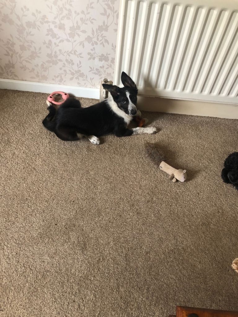 Border collie puppy 