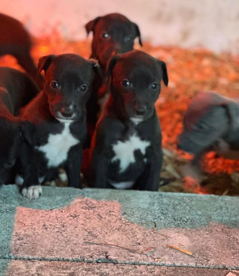 Stunning Lurcher puppies READY NOW