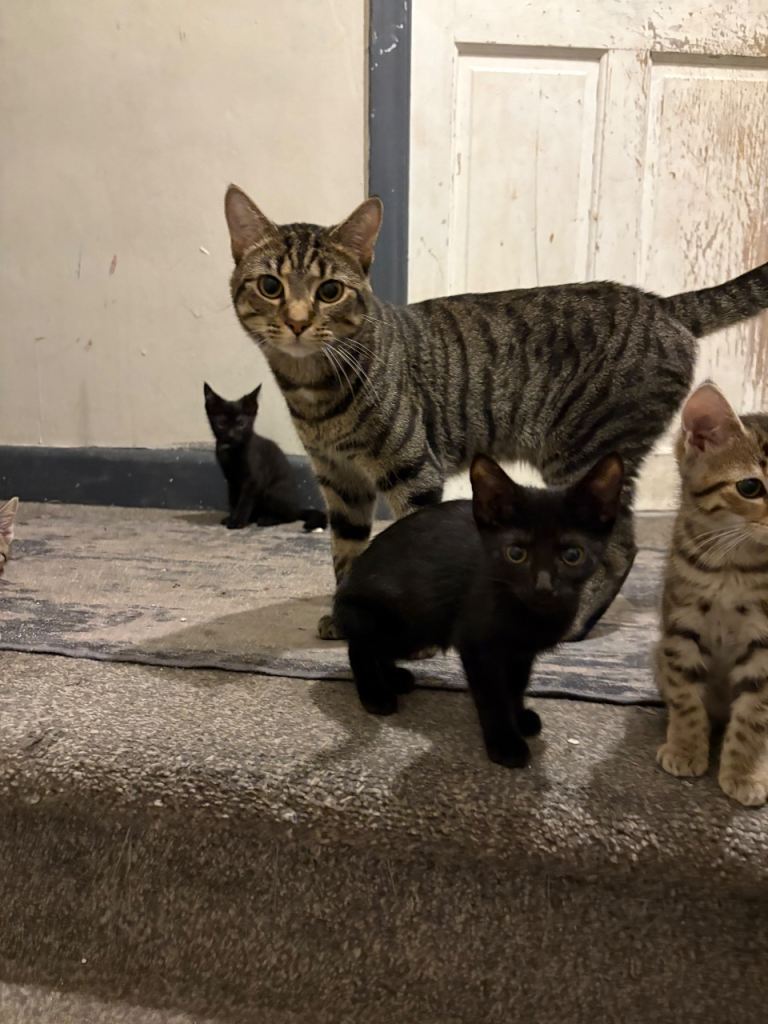 2 Beautiful Kittens left for sale