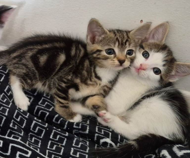 Tabby and mixed kittens for sale 