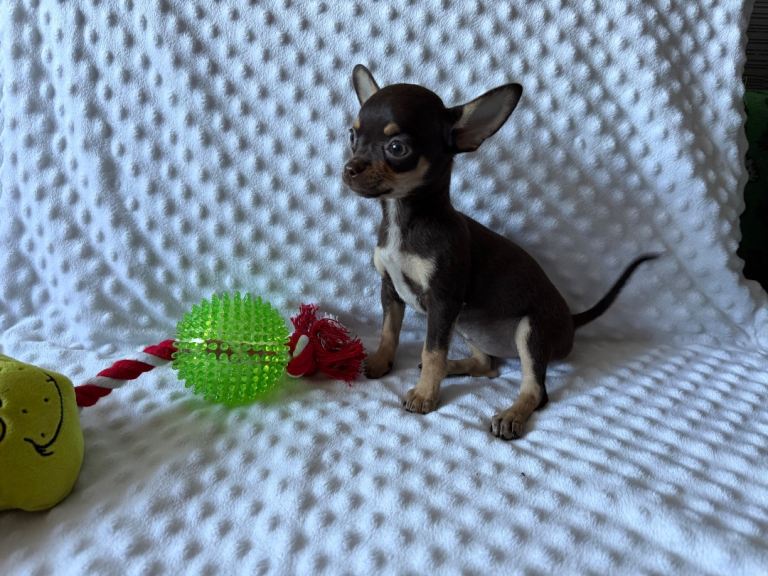 Chihuahua puppies born 8.07.26 ready now.