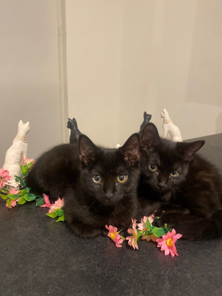 🐾 Adorable Kittens for Sale – Ready Now – Croydon Area 🐾