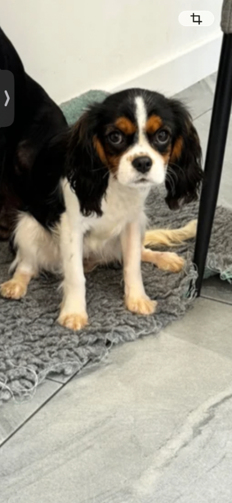 Beautiful cavalier King Charles 