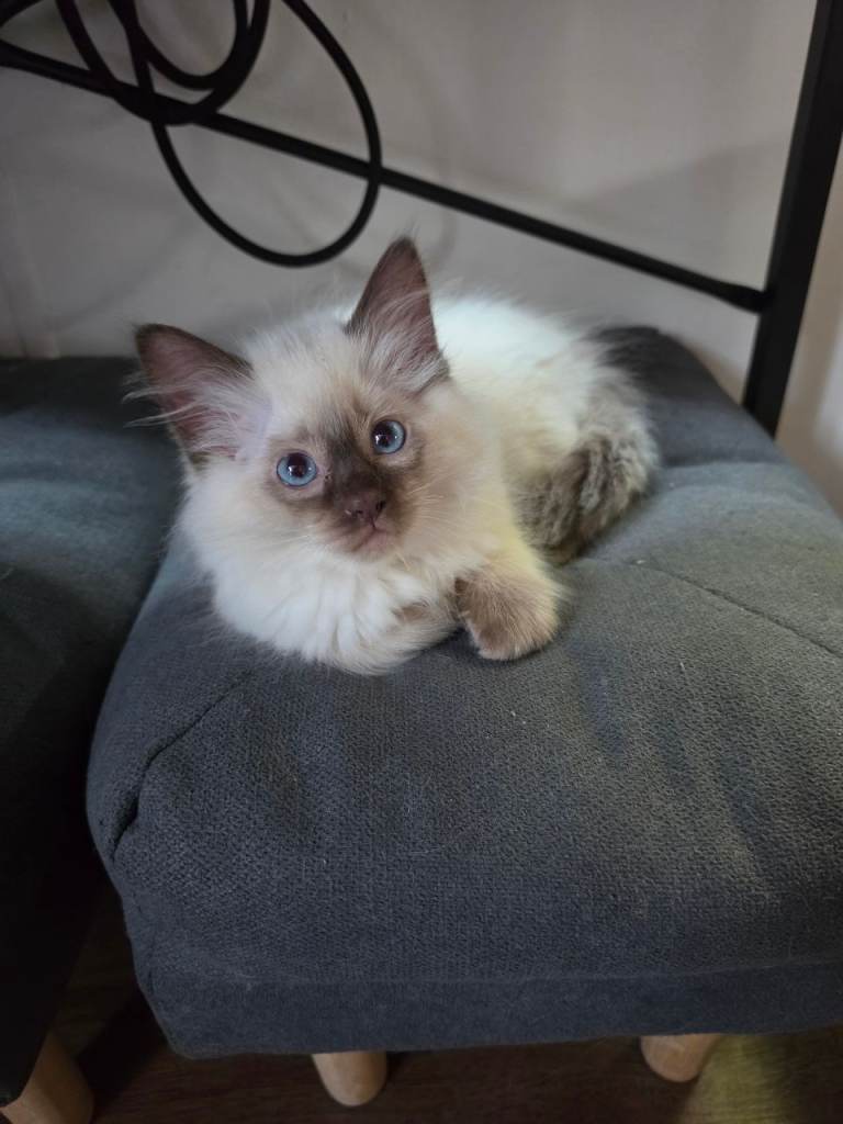 Male ragdoll kitten