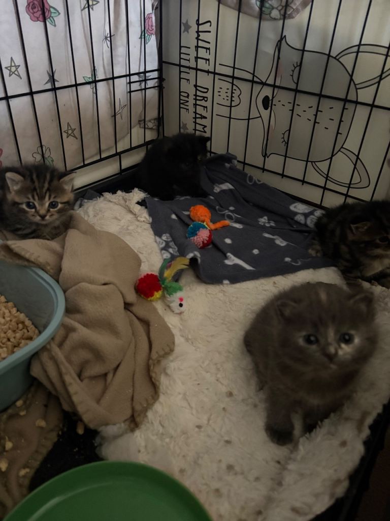 British shorthair kittens