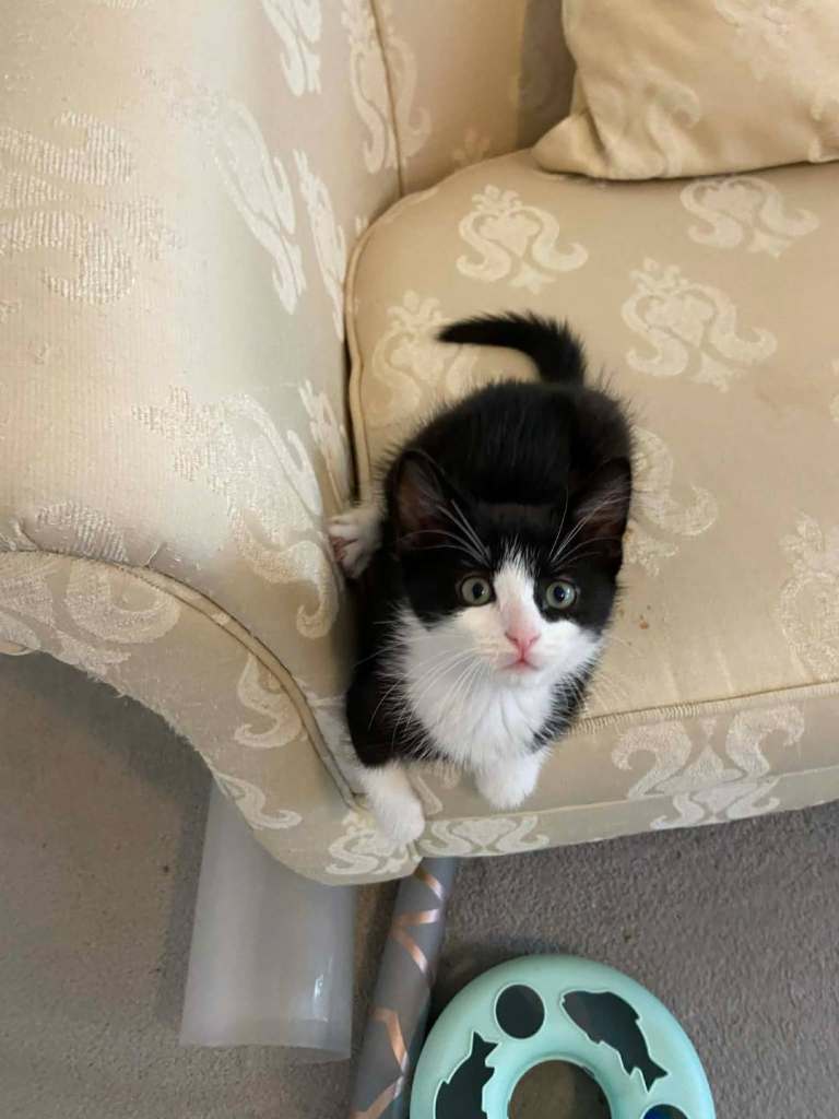 Kittens for sale