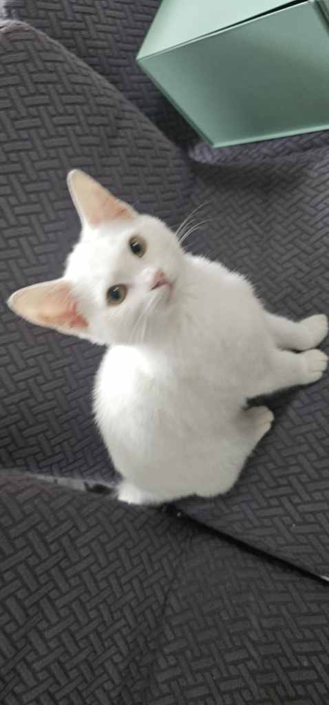 Kitten 16 weeks