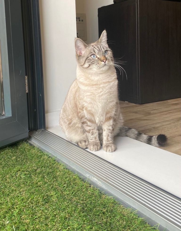 British Shorthair Cross (Blue Tabby Point)