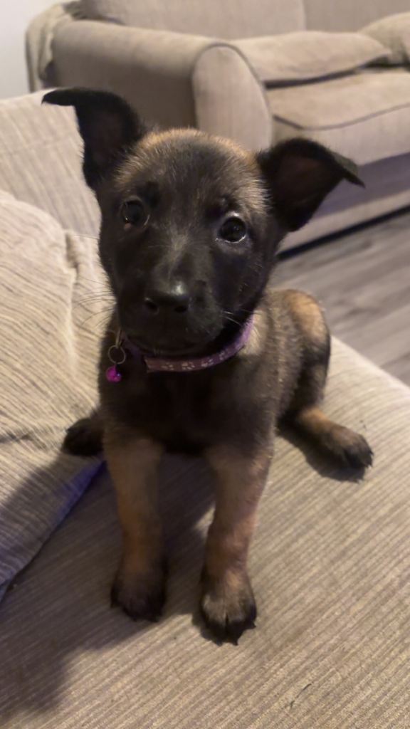 2 Belgian Malinois puppies