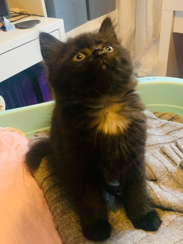 British shorthair mix 💙 1 boy left 