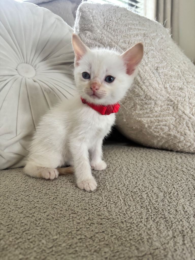 Ragdoll  kittens for sale 