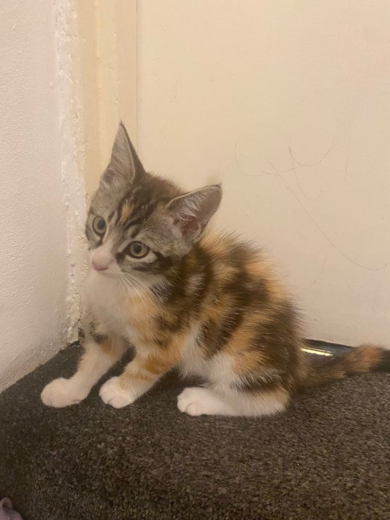 Kitten 
