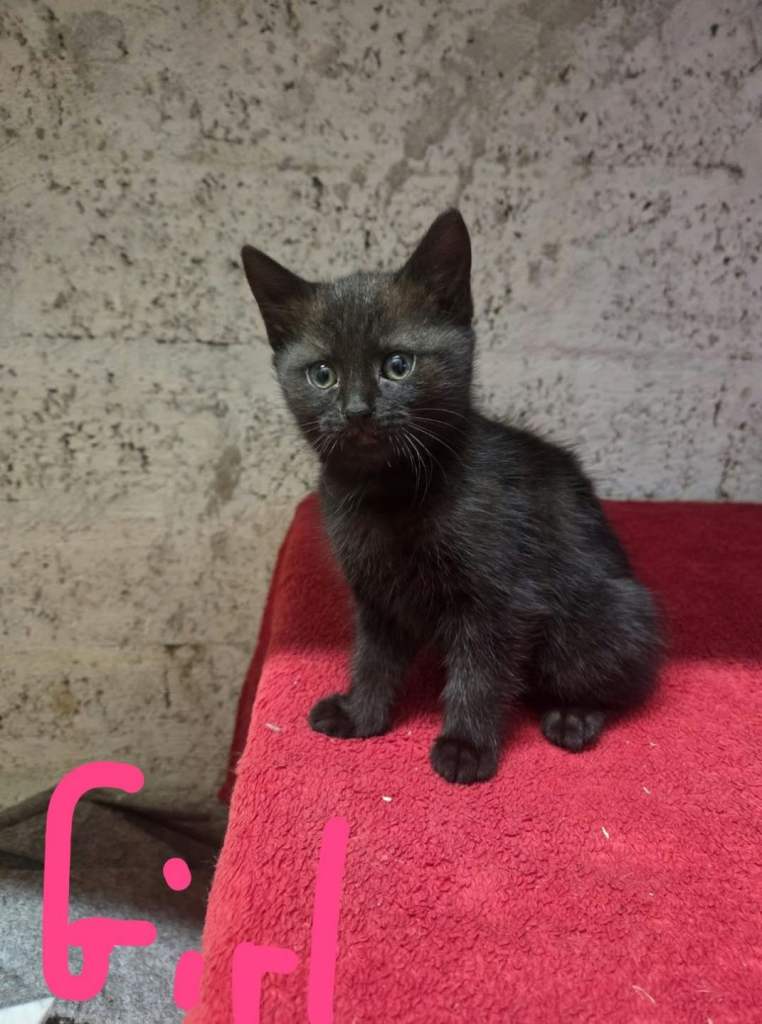 X2 kittens looking forever homes 