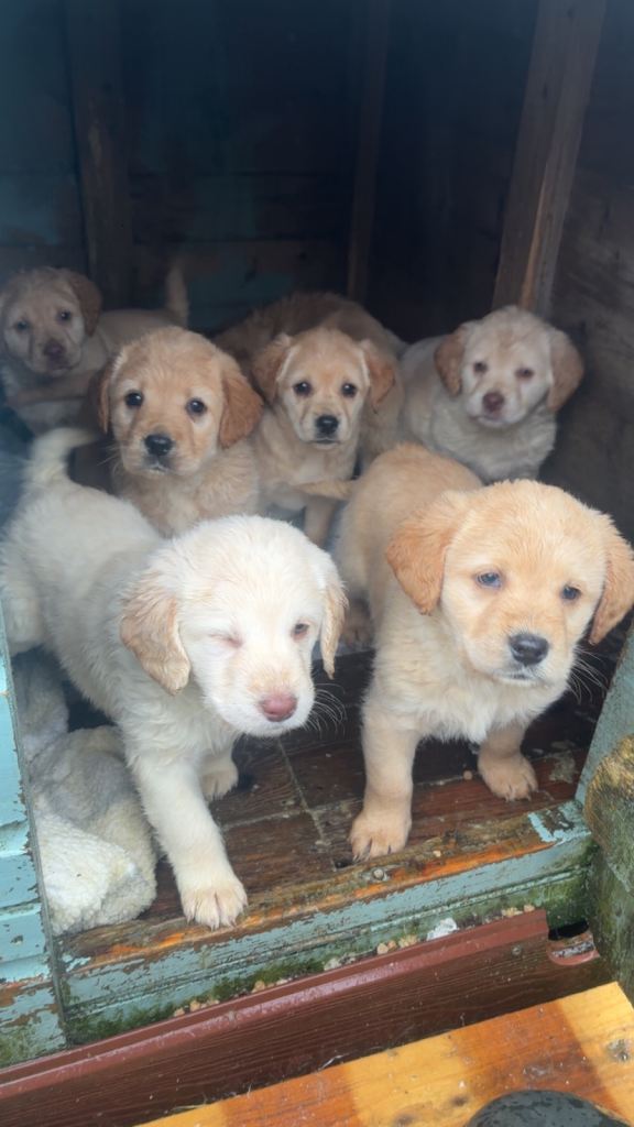 Golden Labrador puppies