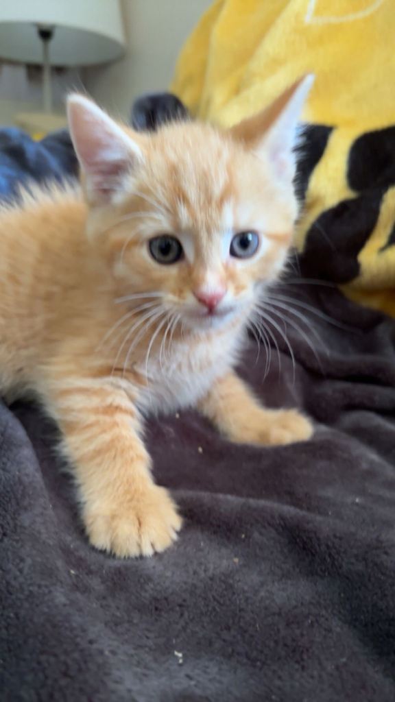 Kittens for sale