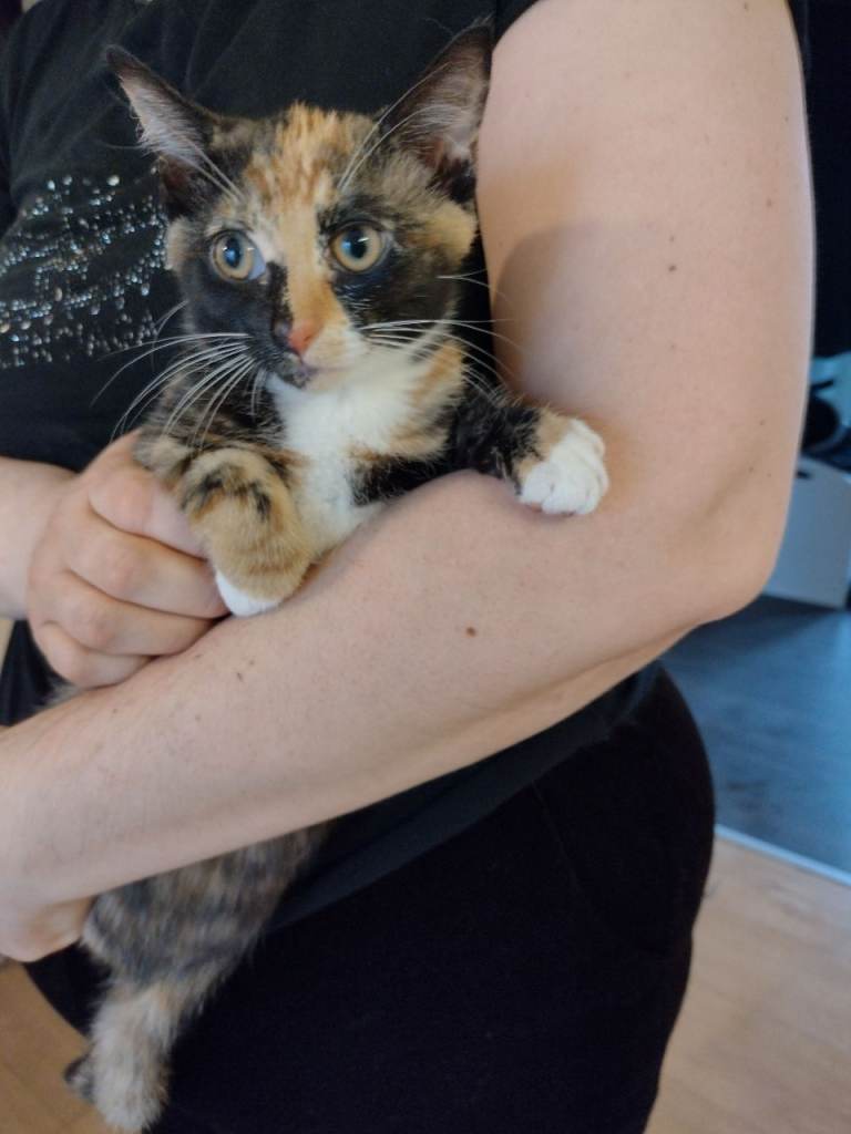 3 boys, 2 girls, kittens ,,10 weeks ready to go now 