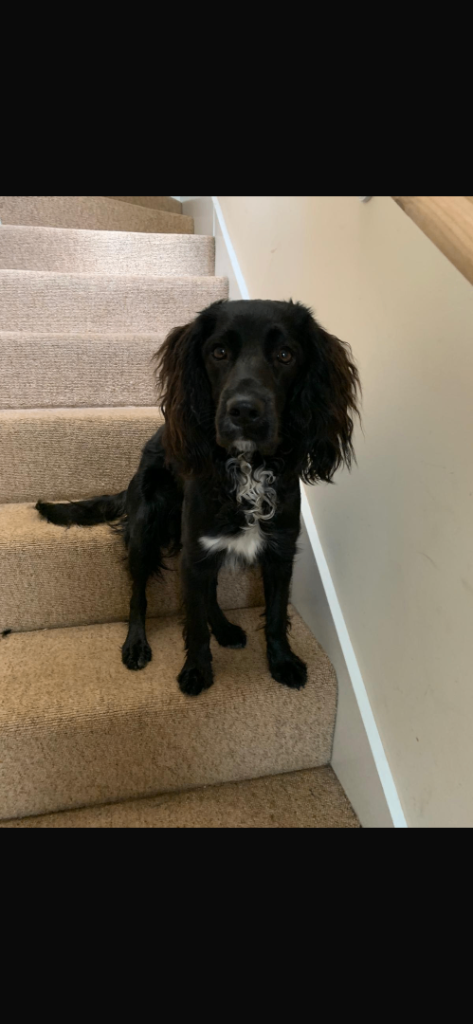 Cockapoo 