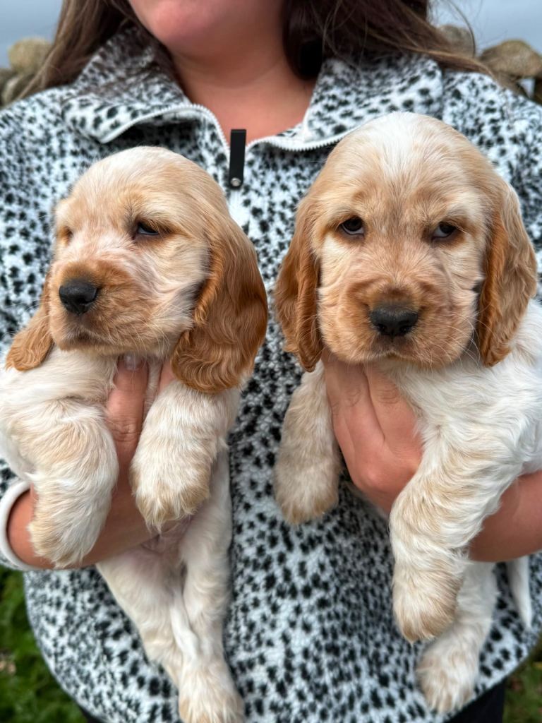 Kc Registered show cocker spaniel puppies. 