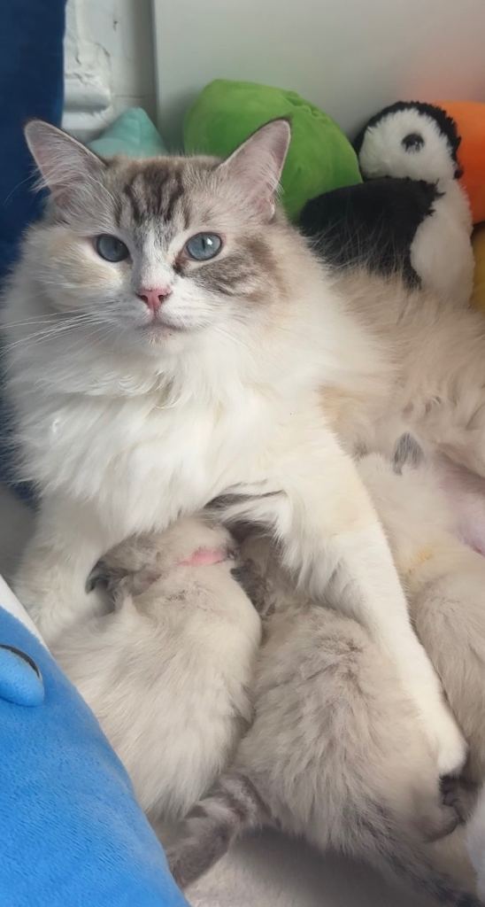 2 Beautiful Ragdoll Girl Kittens – 7 Weeks Old