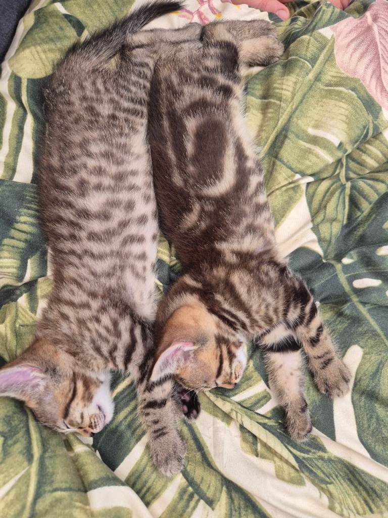 2 kittens 