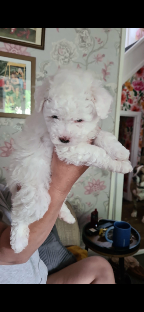 Maltipoo 
