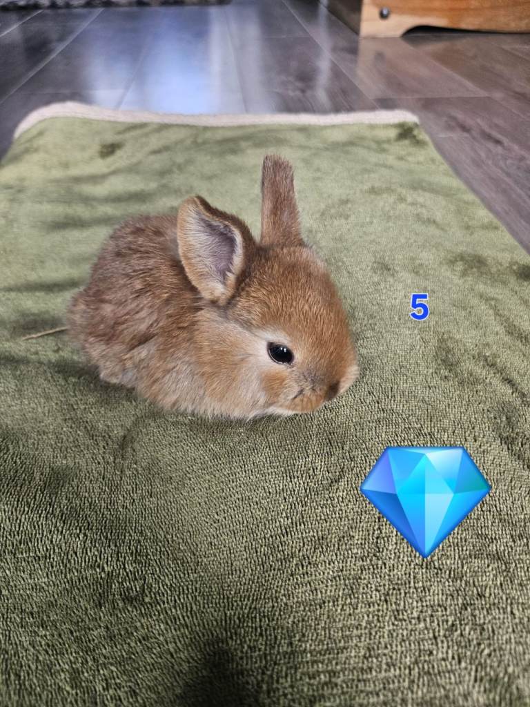 Adorable Hand-Reared Rabbit Kits – Netherland Dwarf × Holland Lop Cross