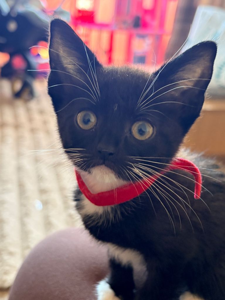 Beautiful kittens 1 left!!
