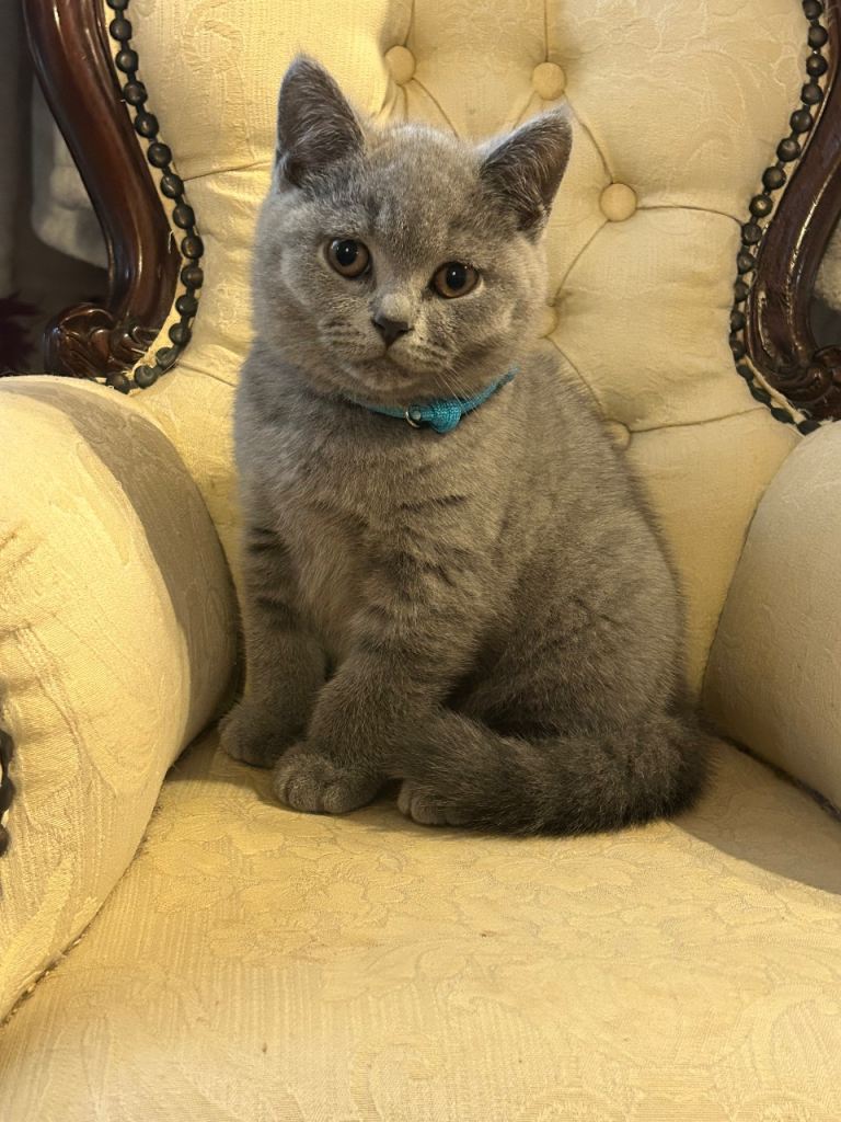 GORGEOUS BRITISH BLUE SHORTHAIR KITTENS FOR SALE 