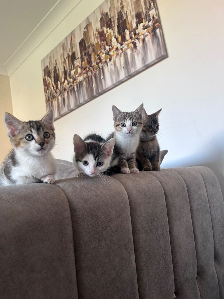 6 bengal cross kittens for sale