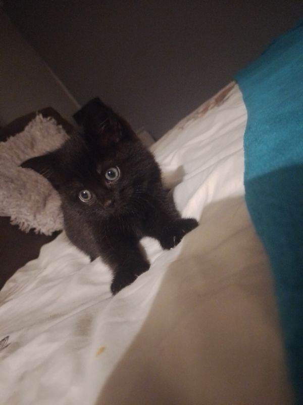 3 black and white kittens one black 