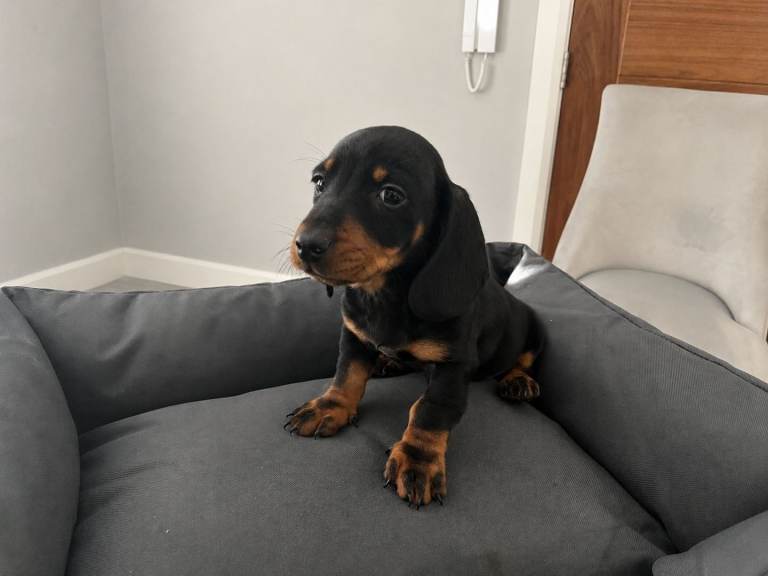 Miniature dachshund puppy 