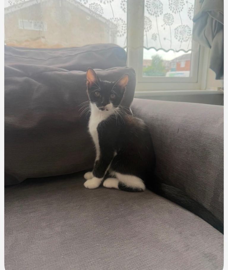 Kittens for sale £30