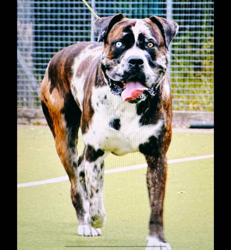 Cane Corso x Performance Mastiff  