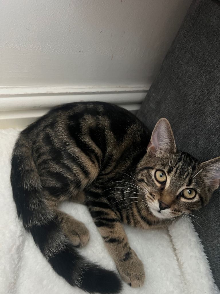 Beautiful kitten for sale 