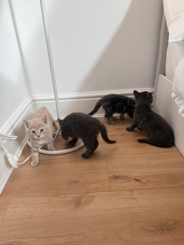 ✨ Sweet 10 weeks old Kittens Ready for New Homes ✨