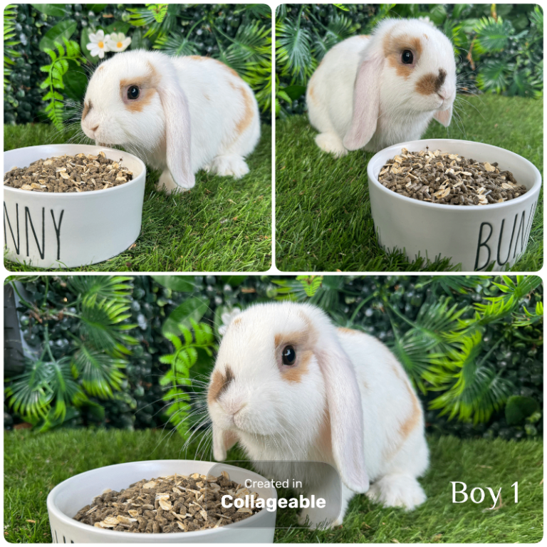Lots of Baby Minilop rabbits ( see all photos ) 