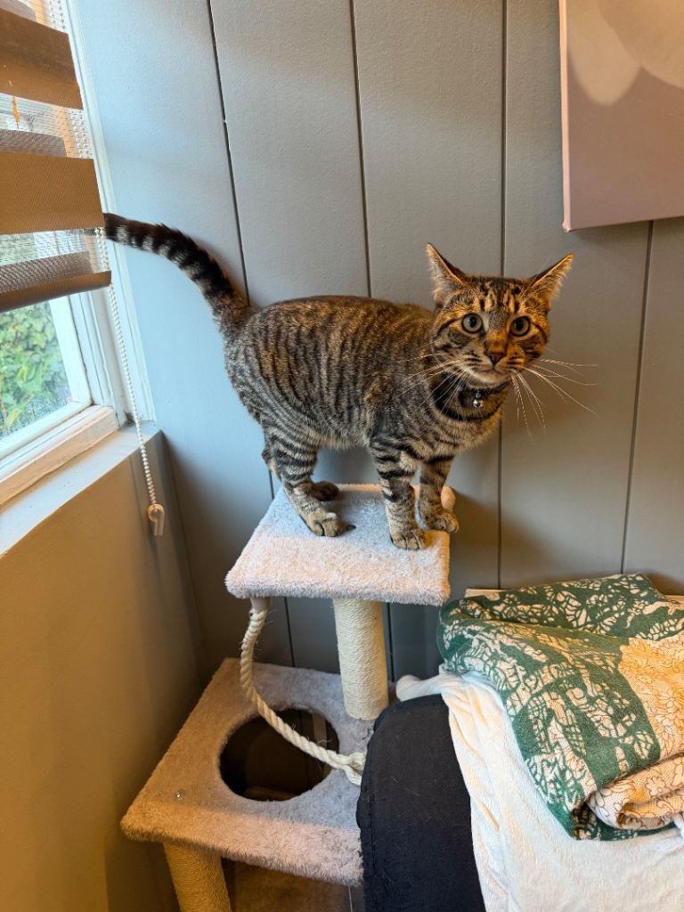 Domestic Shorthair Cat for Sale – Wimbledon, SW19