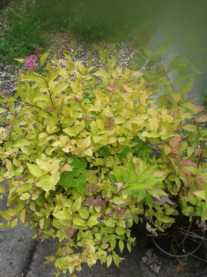 Maples, Lilac Trees, Hardy Ferns, Spirea, Aucuba. Range of shrubs,climbers perennials bargain price.