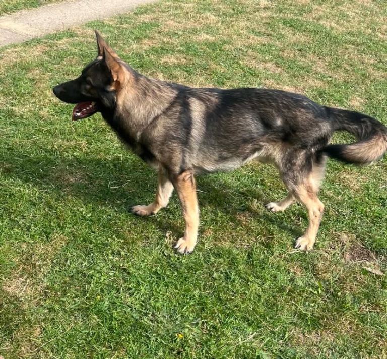 Stunning German Shepherd 