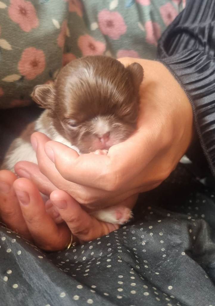 Beautiful long haired chihuahua puppies